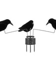 carousel_with_3_crows_1.jpg