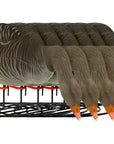 decoy_greylag_goose_flocked_foraging_6-pack_1.jpg