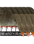decoy_greylag_goose_flocked_foraging_6-pack_1.jpg