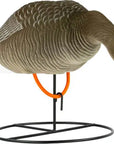 decoy_white-fronted_goose_flocked_foraging_6-pack_2.jpg