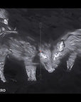 hikmicro_neos_nh35l_thermal_imaging_rifle_scope_22_.jpg