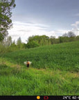 wildlife_camera_hikmicro_t16_17_.jpg