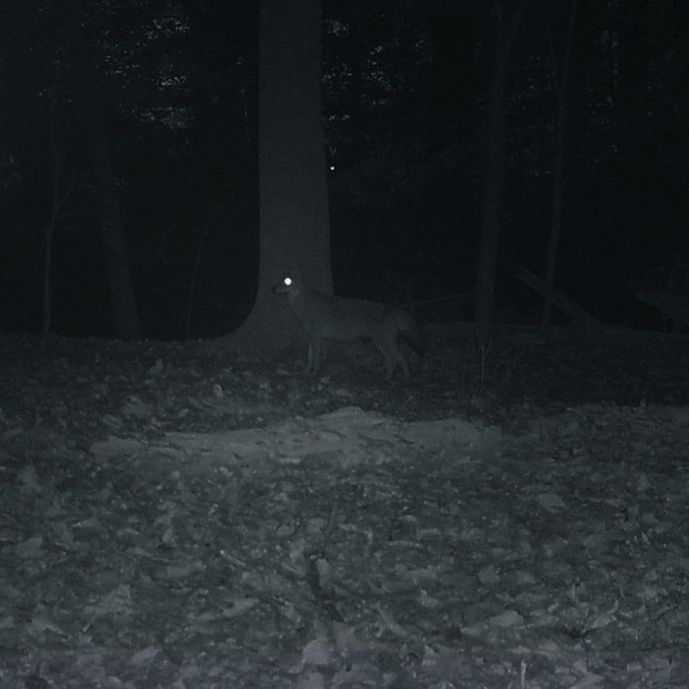 Carson Digital Pocket Night Vision