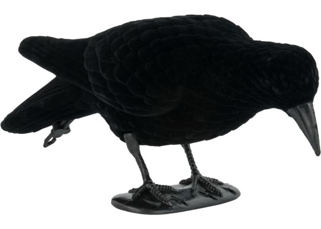 crow_decoy_flocked_foraging.jpg