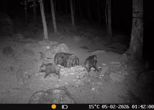 wildlife_camera_hikmicro_t16_15__1.jpg