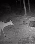 wildlife_camera_hikmicro_t16_16__1.jpg