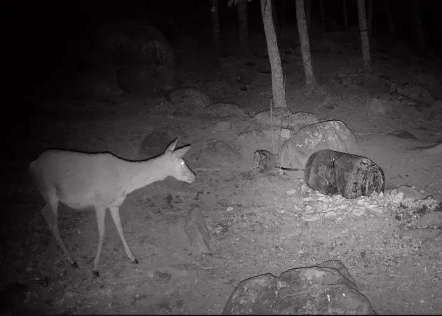 wildlife_camera_hikmicro_t16_16__1.jpg