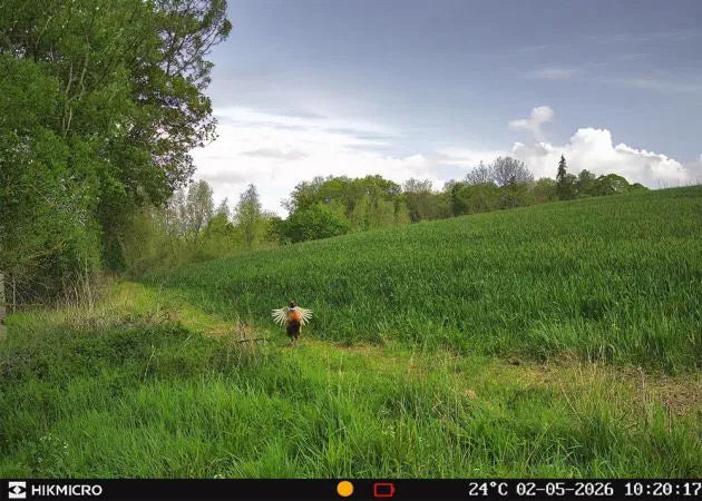 wildlife_camera_hikmicro_t16_17__1.jpg
